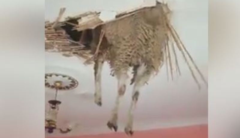 كبش خارق يجتاز سقفا هشا!