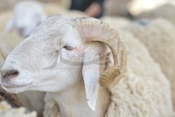 7 سنوات حبسا نافذا لعصابة اخفت 60 علبة مهلوسات داخل كبش العيد