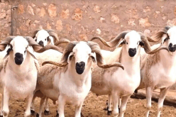 اقتراح لإلغاء الاحتفال بعيد الأضحى في المغرب