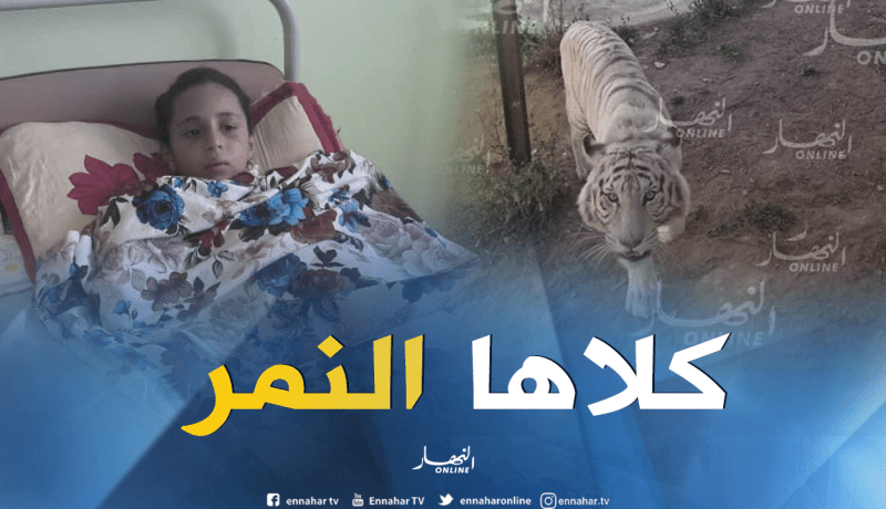 نمر يهاجم طفلة ويتسب في بتر يدها بحديقة الحيوانات بمستغانم