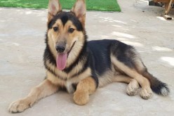 كلب ينقذ طفلا كان مدفونا تحت الثلوج لمدة 40 دقيقة !!