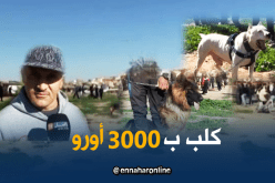 كلاب وصل سعرها إلى 60 مليون سنتيم