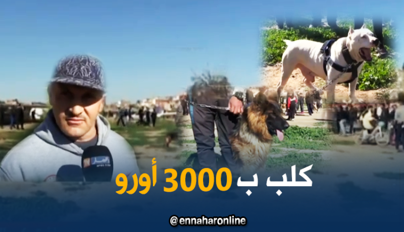 كلاب وصل سعرها إلى 60 مليون سنتيم
