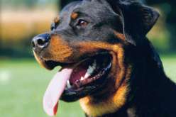 بالصور.. كلاب شرسة من نوع “رود فايلر” تعتدي على كهل أثناء توجهه لصلاة الفجر