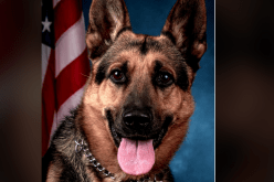 أمريكا: كلب بوليسي يقود الشرطة لضبط كوكايين بقيمة 600 ألف دولار