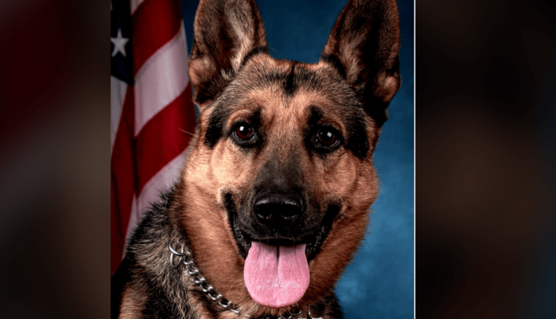 أمريكا: كلب بوليسي يقود الشرطة لضبط كوكايين بقيمة 600 ألف دولار