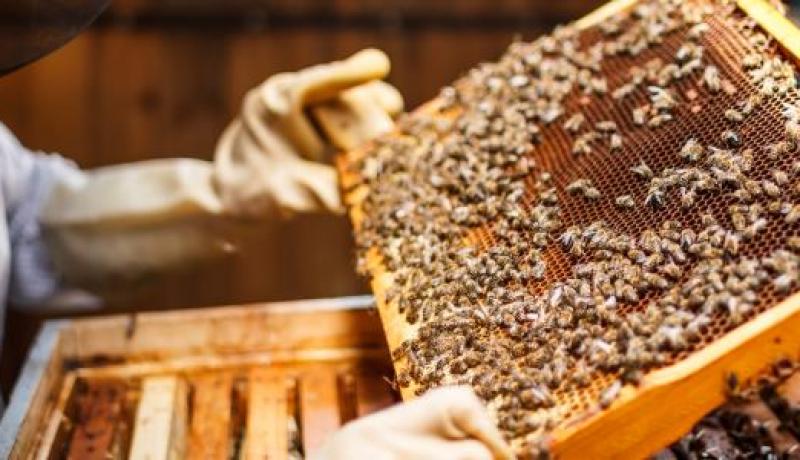 إنتاج 12 ألف قنطار من العسل خلال الموسم الفلاحي الحالي بسكيكدة