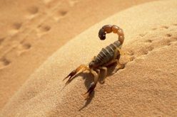 تسجيل أزيد من 50 ألف لدغة عقرب سنويا في الجزائر