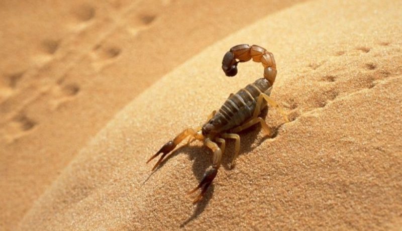 تسجيل أزيد من 50 ألف لدغة عقرب سنويا في الجزائر