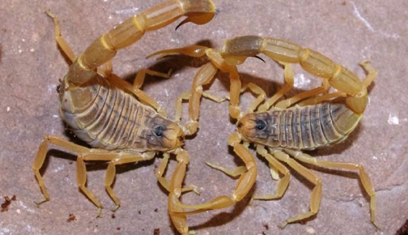 6 وفيات بلدغة عقرب منذ بداية العام الحالي