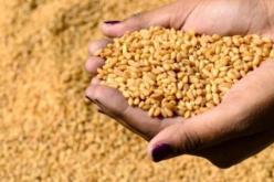 مناقصات دولية لشراء القمح.. الجزائر تعدل بنودها