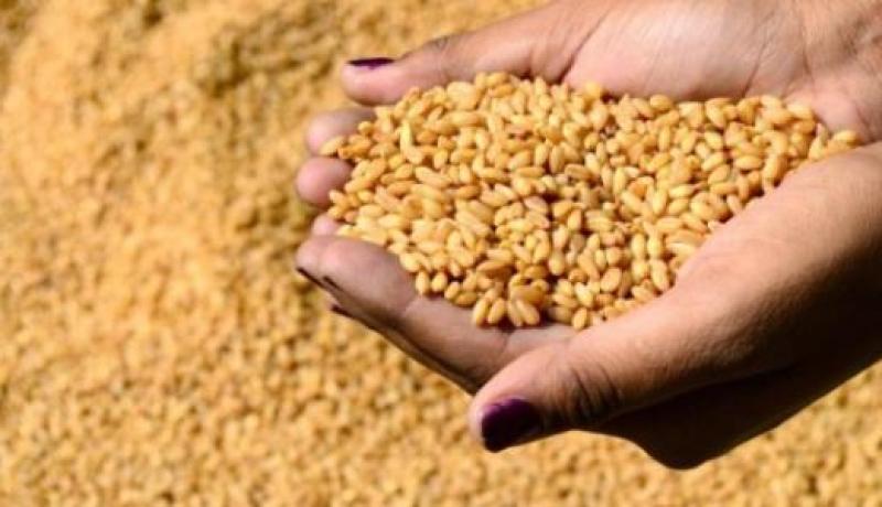 مناقصات دولية لشراء القمح.. الجزائر تعدل بنودها