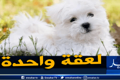 حالة طبية نادرة.. لُعاب كلب يقتل صاحبه