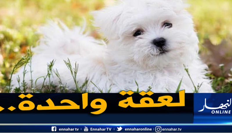 حالة طبية نادرة.. لُعاب كلب يقتل صاحبه