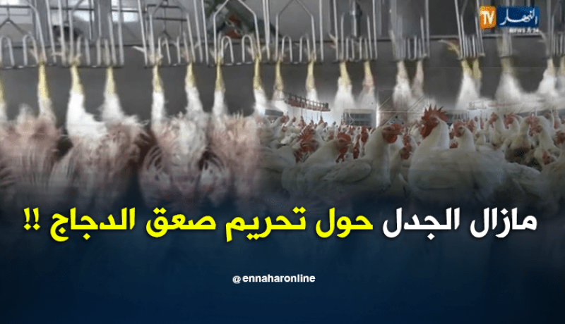 فتح نقاش عام حول شعبة الدواجن لتجاوز الحديث عن الصعق