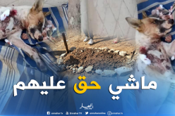 رعب بمجمع سكني بعد حملة إبادة للكلاب بالرصاص الحي في وهران
