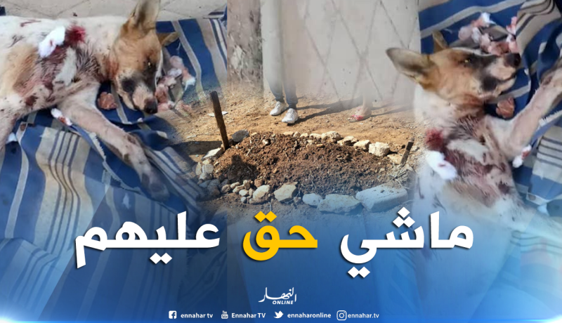 رعب بمجمع سكني بعد حملة إبادة للكلاب بالرصاص الحي في وهران