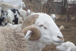 المجلس الوطني للأئمة: لا يوجد أي دليل علمي يثبت تسبب شعيرة الأضحية في تفشي الوباء