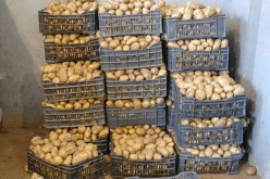 عليوي: المخازن راهي مملوءة بالبطاطا