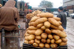 “تفريغ ثاني مخزون للبطاطا والسعر سينخفض إلى أقل من 50 دينارا”