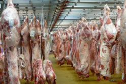 مذبح رويسو يستقبل أكثر من 850 رأس غنم و حوالي 200 رأس بقر يوم العيد