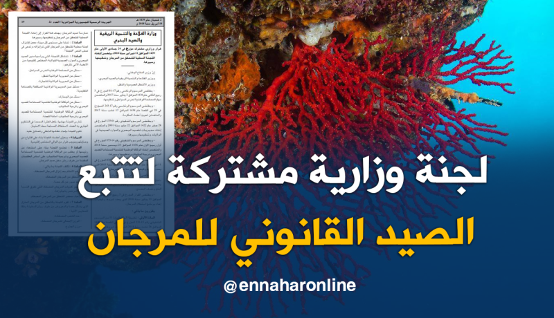 الجريدة الرسمية.. لجنة محلية للتحقق من الصيد القانوني للمرجان