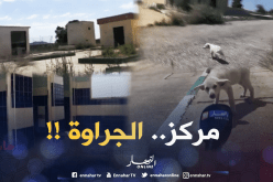 مركز رياضي في الشلف تغزوه الكلاب المسعورة