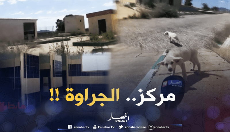 مركز رياضي في الشلف تغزوه الكلاب المسعورة