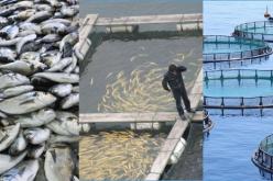 الشلف تتصدّر وطنيا بـ 6 مزارع بحرية