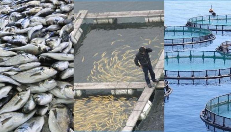الشلف تتصدّر وطنيا بـ 6 مزارع بحرية