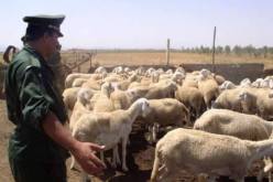 توقيف شخص قام بسرقة 16 رأس ماشية في مستغانم