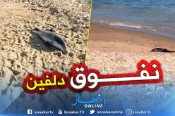 بالصور.. أمواج البحر تلفظ دلفين بالقرب من  ميناء مستغانم