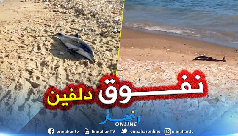 بالصور.. أمواج البحر تلفظ دلفين بالقرب من  ميناء مستغانم