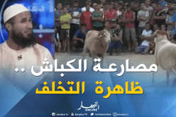 مصارعة الكباش ظاهرة دخيلة تجد مكانا لها في المجتمع الجزائري !