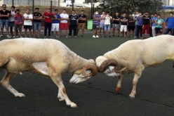 بث مصارعة الكباش ومظاهر الذبح على القنوات التلفزيونية ممنوع