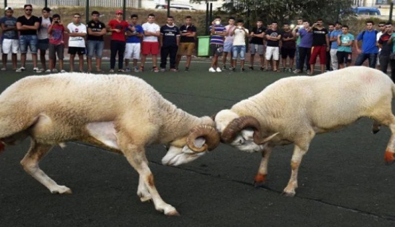 بث مصارعة الكباش ومظاهر الذبح على القنوات التلفزيونية ممنوع