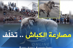 مصارعة الكباش .. تشبّه باليهود والنصارى والجاهلية الأولى