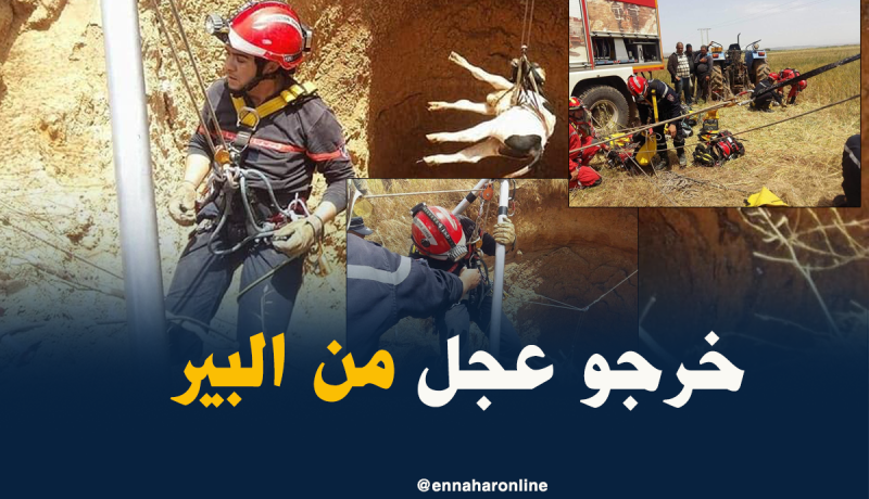 بالصور.. الحماية المدنية تنقذ عجل سقط في بئر بمعسكر