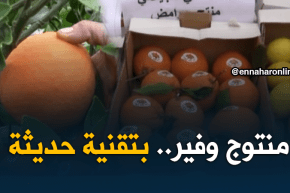 معسكر: الفلاحون يسعون لتقديم الحمضيات بتقنيات حديثة