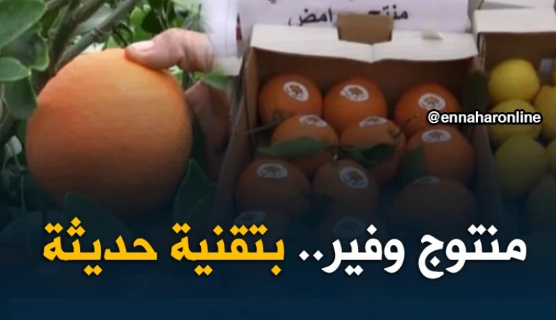 معسكر: الفلاحون يسعون لتقديم الحمضيات بتقنيات حديثة