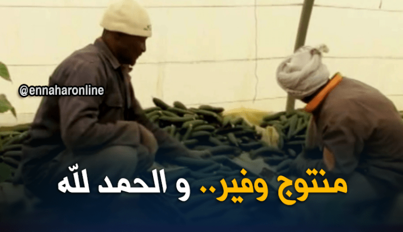 ادرار: منتوج وفيربأسعار زهيدة.. فلاحون يتكبدون الخسائر