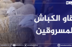 لحظة العثور على كباش موال المسيلة المسروقين بأحد أسواق عين الدفلى