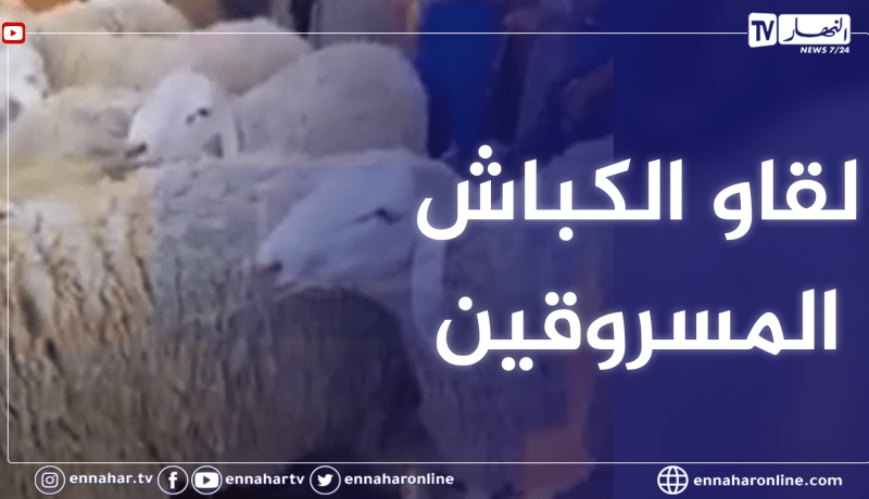 لحظة العثور على كباش موال المسيلة المسروقين بأحد أسواق عين الدفلى