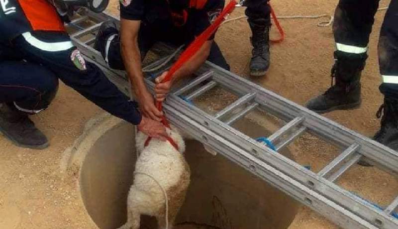 تيارت.. الحماية المدنية تنقذ خروفين سقطا في بئر بمهدية
