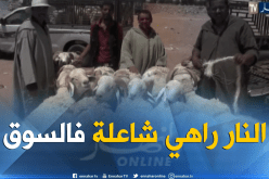 الجلفة: عشية عيد الأضحى المبارك..أسعار الأضاحي ترتفع والسماسرة يفرضون منطقهم
