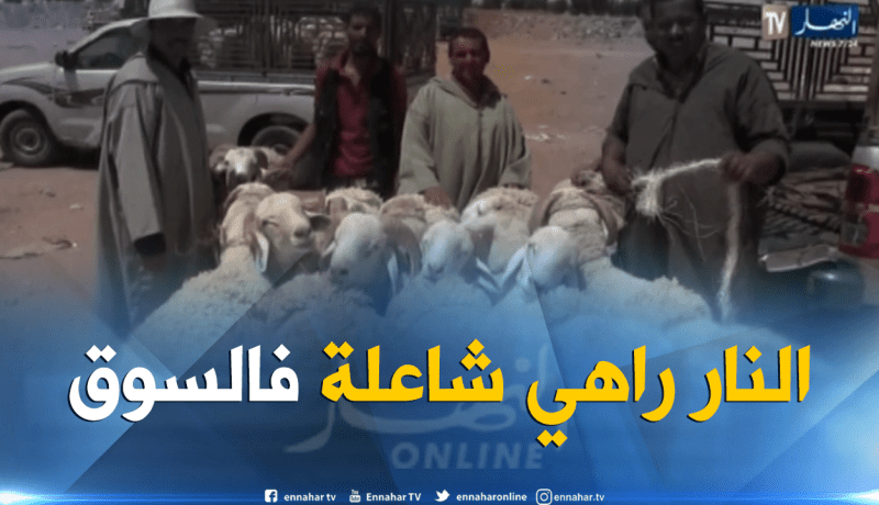 الجلفة: عشية عيد الأضحى المبارك..أسعار الأضاحي ترتفع والسماسرة يفرضون منطقهم