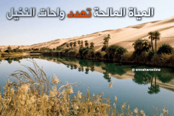 واحات النخيل مهددة بالإندثار بسبب المياه المالحة في أدرار