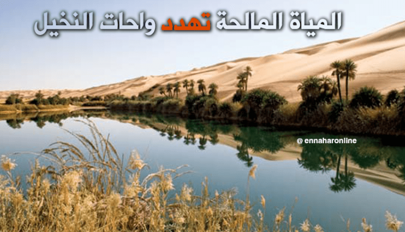 واحات النخيل مهددة بالإندثار بسبب المياه المالحة في أدرار