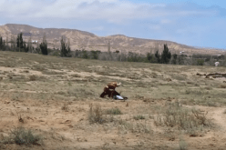 بالفيديو.. نسر جارح يحاول اختطاف فتاة