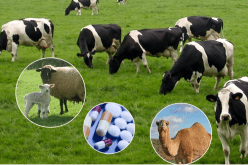 شركات توزيع المنتجات البيطرية ترد على الانتقادات